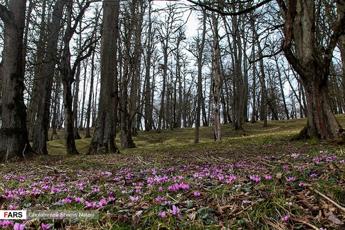 اسبهای وحشی در جنگل دالخانی مازندران (عکس) - 14