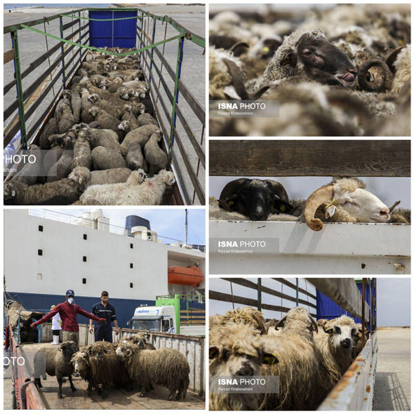 واردات گوسفند از رومانی به ایران - 2