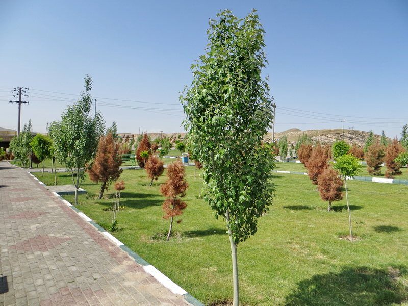 یک متخصص فضای سبز: سرو، کاج و چنار دیگر مناسب تهران نیستند - 0