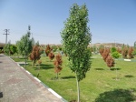 یک متخصص فضای سبز: سرو، کاج و چنار دیگر مناسب تهران نیستند