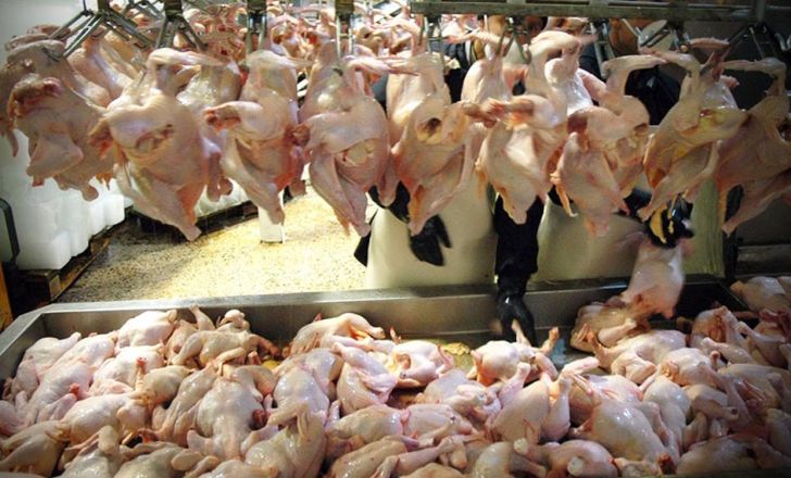 فروش مرغ با قیمت بالاتر از ۱۱۵۰۰ تومان تخلف است - 0