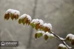 برف پاییزی به استقبال زمستان رفت