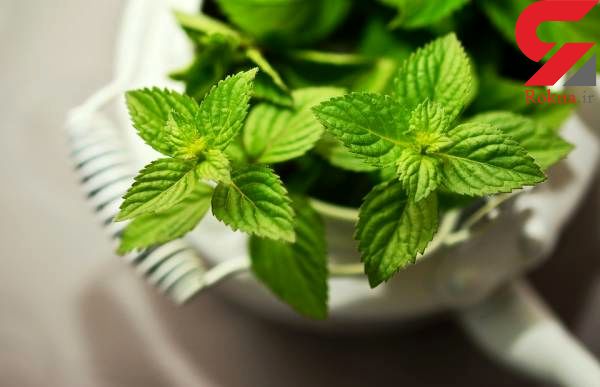 ماسک های زیبایی خانگی ضدپیری+دستور تهیه - 1