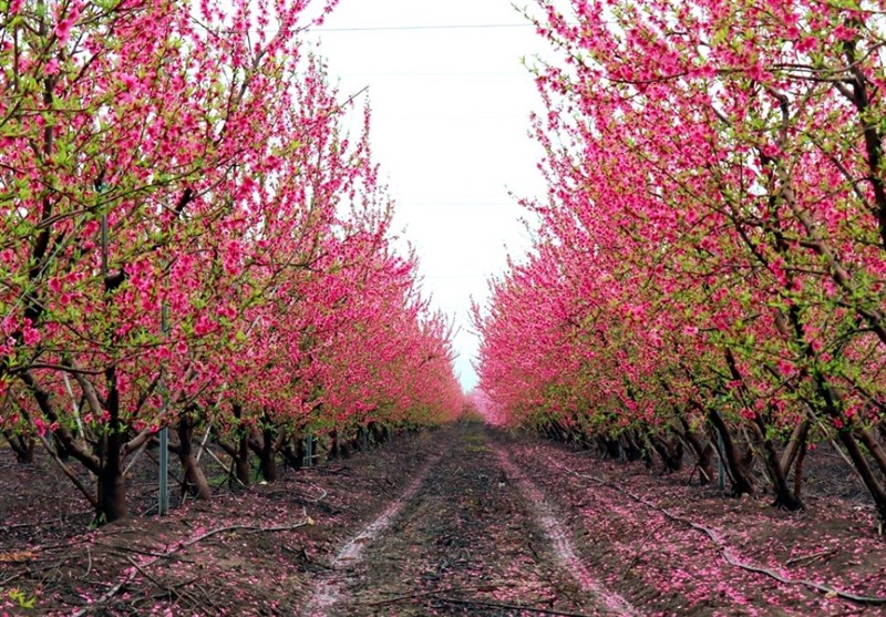 دریای شکوفهها در مرز سوریه و ترکیه + عکس - 2