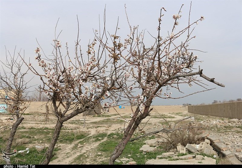 تهران| بهار با شکوفههای زودهنگام در نگین غرب استان تهران به روایت تصویر - 2