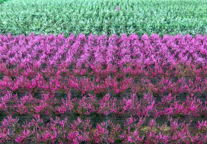 دریای شکوفهها در مرز سوریه و ترکیه + عکس - 5